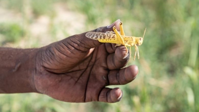 Desert Locusts: Building Yemen’s Capacity to Prevent New Swarms