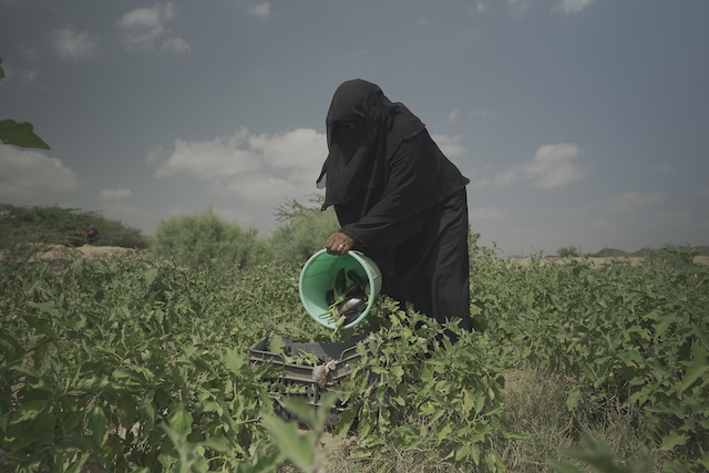 Yemen | FAO and Kuwait collaborate to enhance the resilience of vulnerable farmers through improving their access to water resources