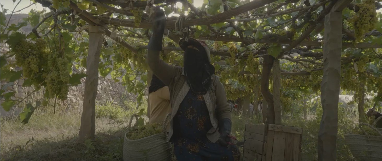 Hailah: 50 years of Love for Grape Farming