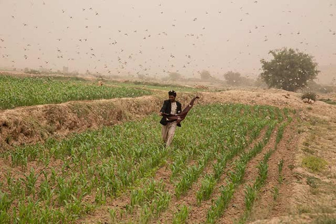 A farmer trying to defend his farm from desert locust attack