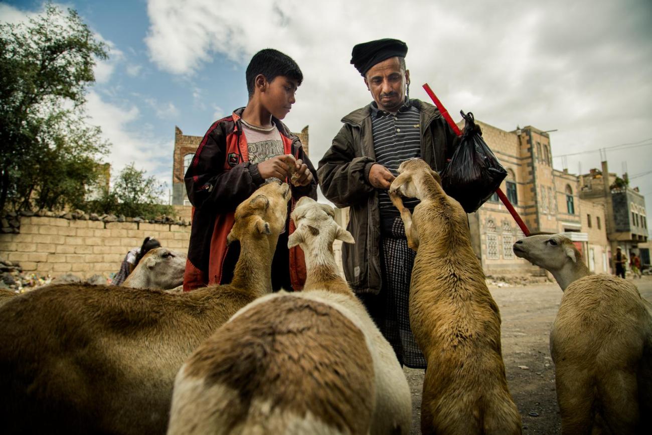 Faisal Al Yafaei is feeding his sheeps