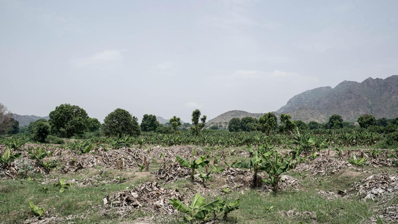 Undp Yemen Building Resilience Supporting Farmers To Face The Impact