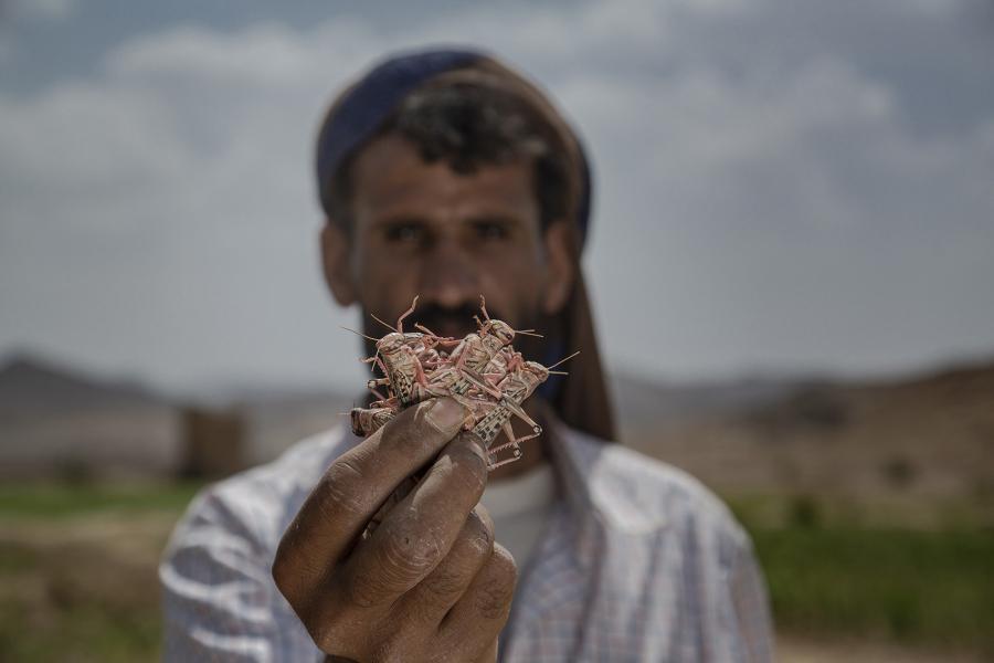 Abdulmalik holding locust in his hands and trying to make them leave his farm.