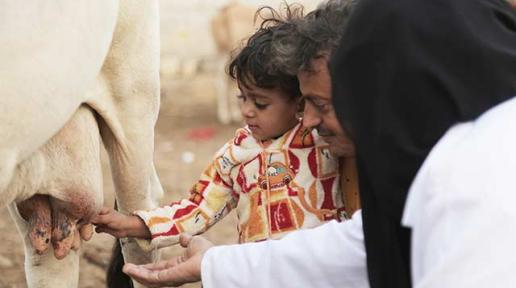 cow milking
