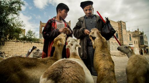 Faisal Al Yafaei is feeding his sheeps
